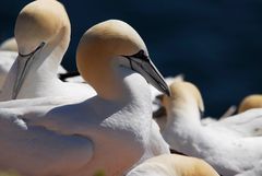 Basstölpel im Profil - Helgoland