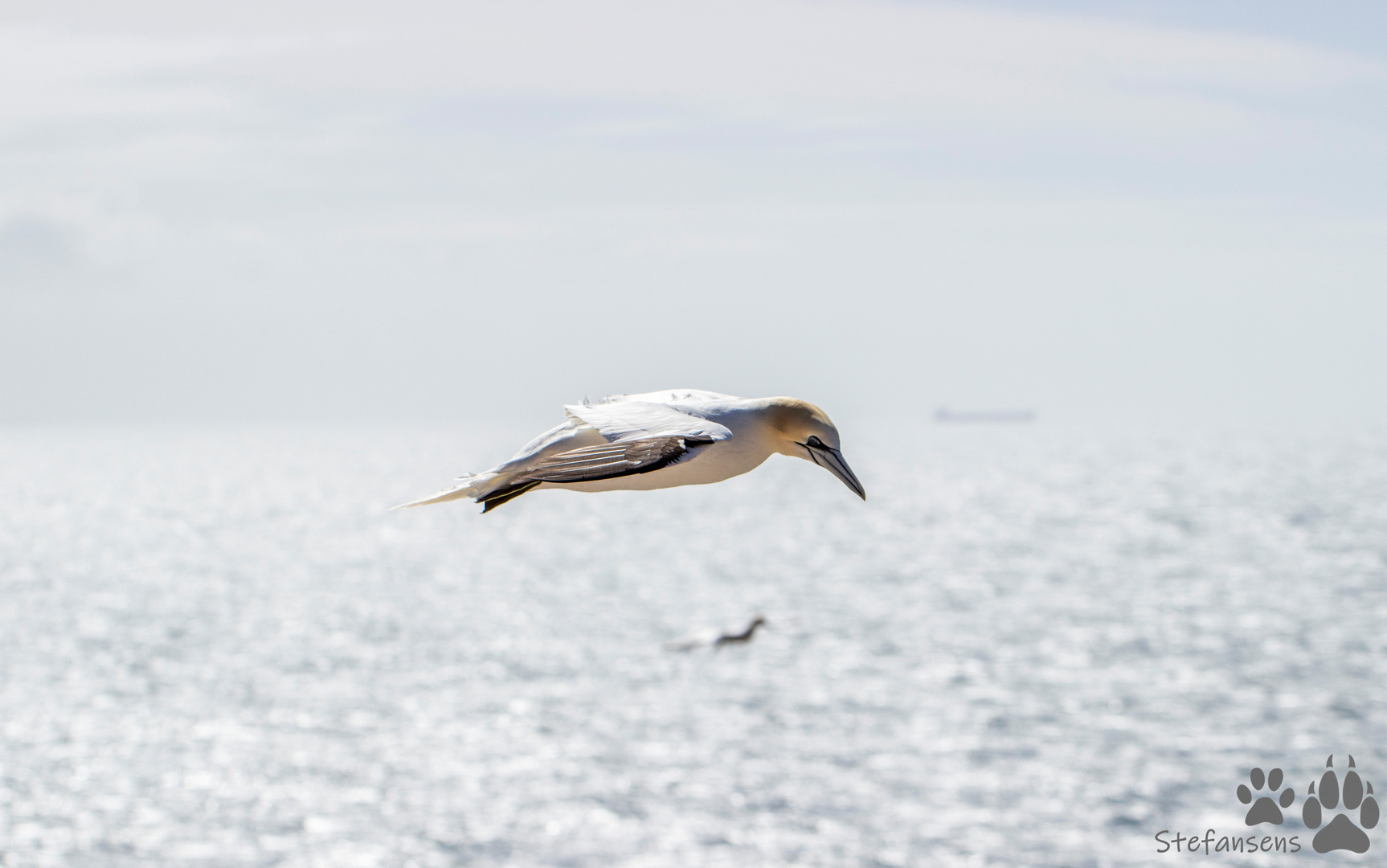 Basstölpel im Schwebeflug