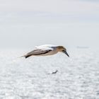 Basstölpel im Schwebeflug