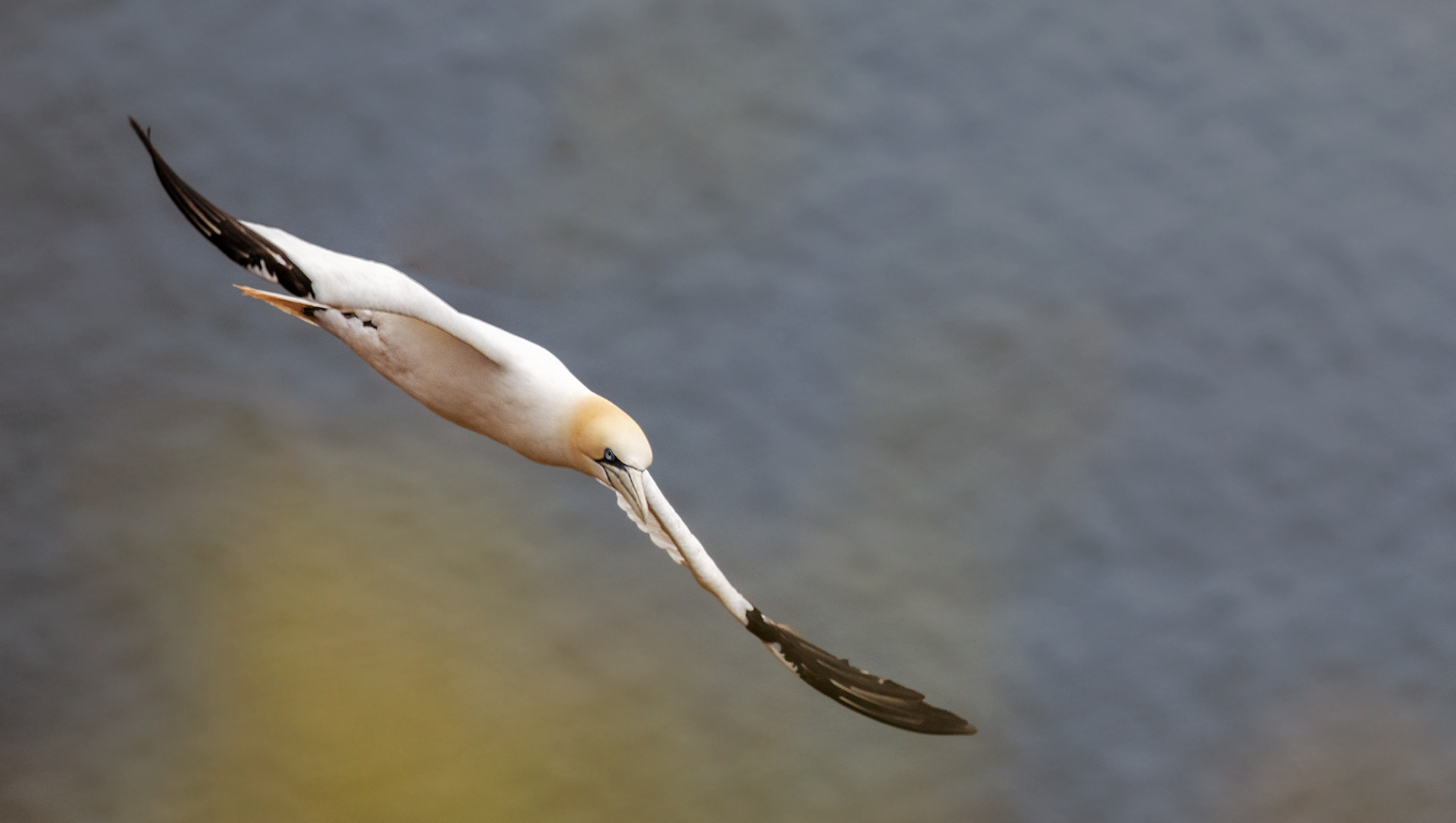  Basstölpel im Sturzflug