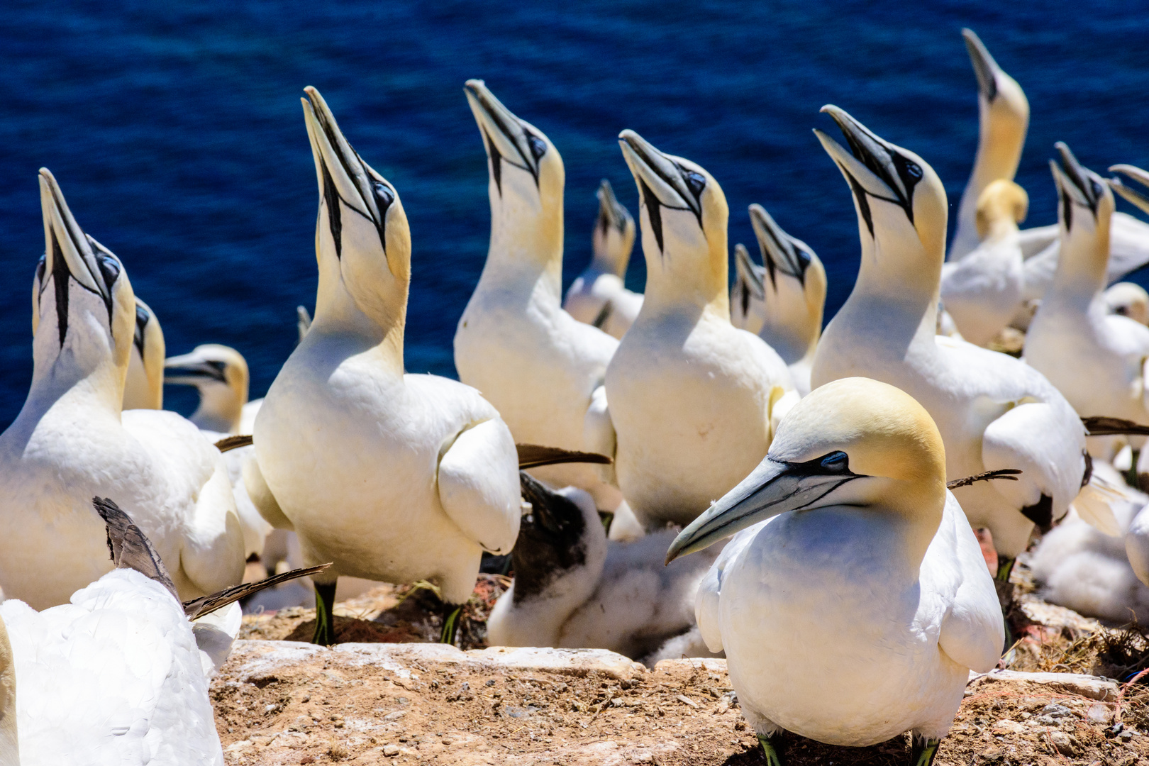 Basstölpel in der Balz auf Helgoland