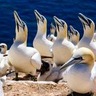 Basstölpel in der Balz auf Helgoland