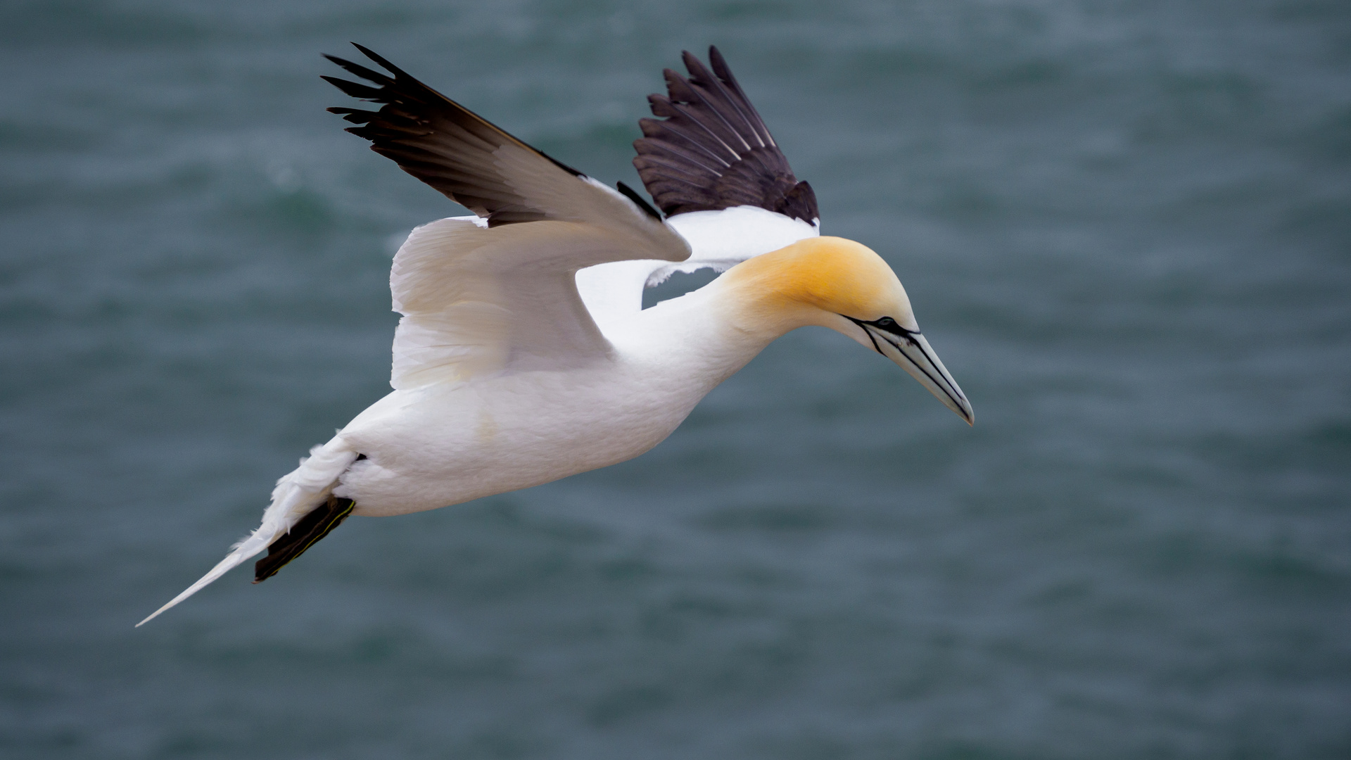 Basstölpel in Helgoland