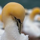 Basstölpel in Helgoland