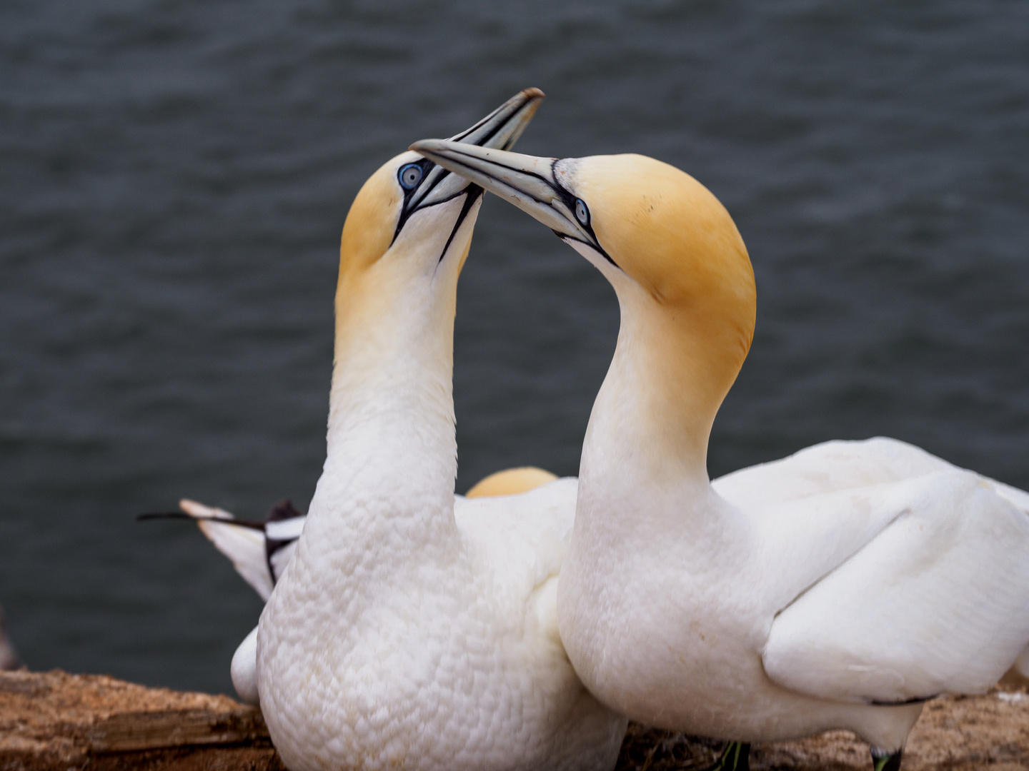 Basstölpel in Helgoland