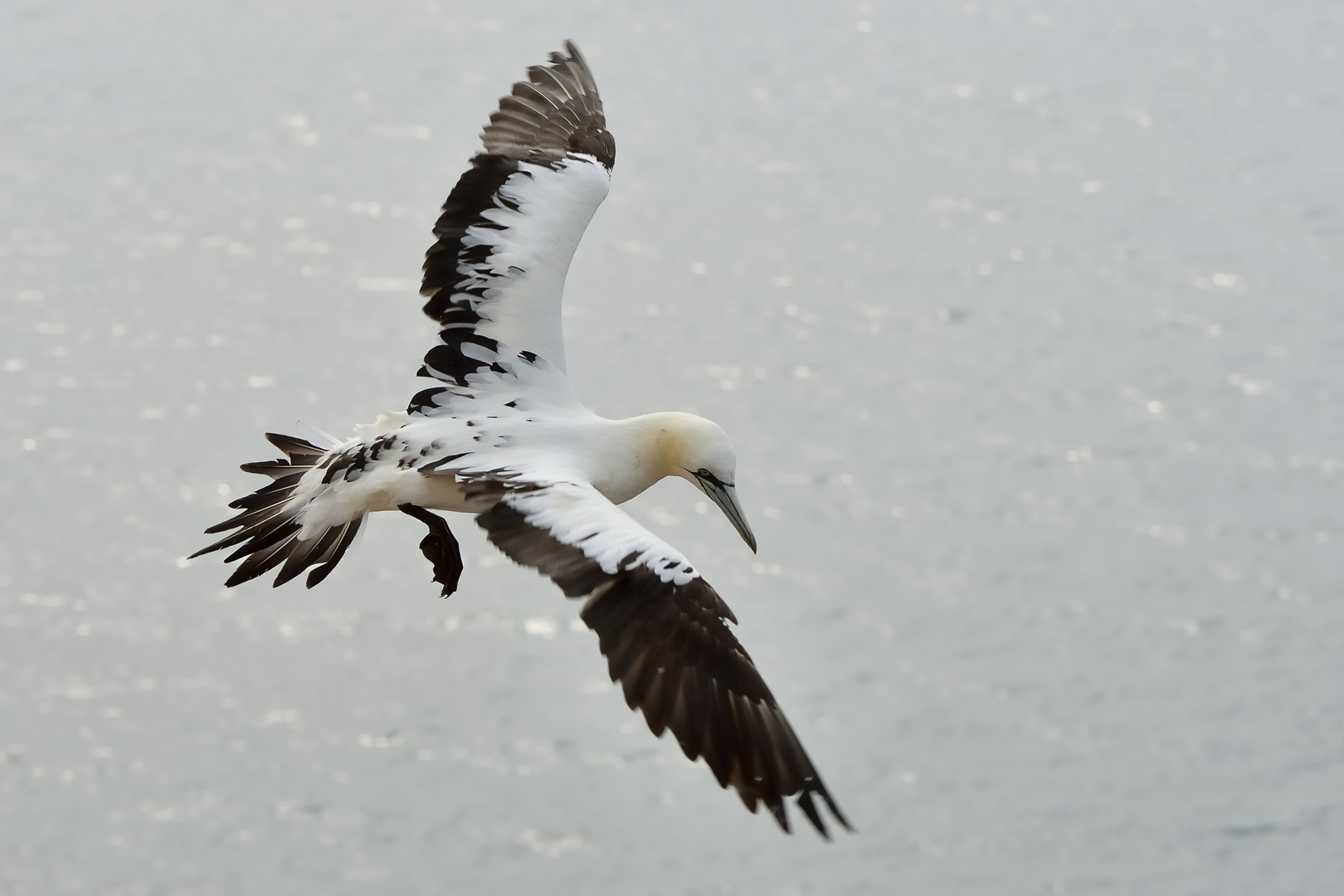 Basstölpel Jungvogel