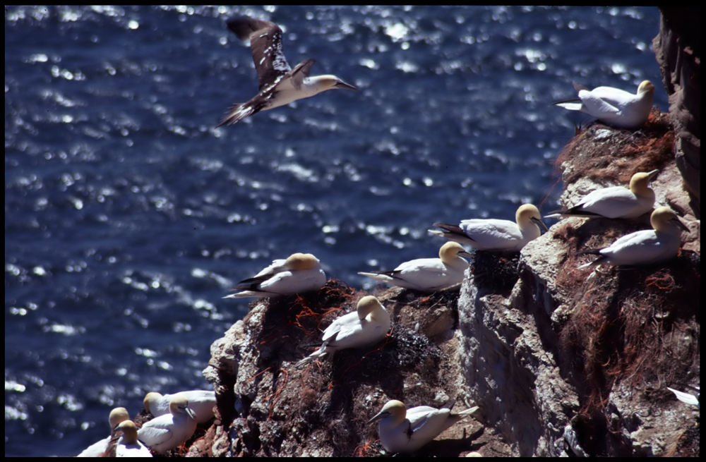 Basstölpel-Kolonie auf Helgoland