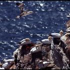 Basstölpel-Kolonie auf Helgoland