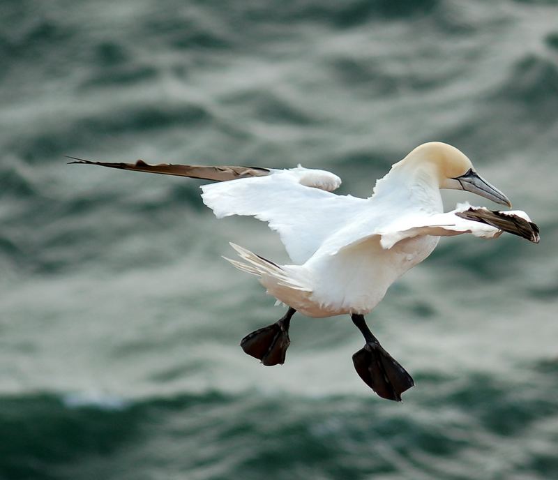 Basstölpel ,Landeanflug bei Windstärke 9