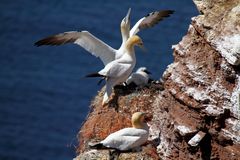 Basstölpel mit Brut beim Vogelfelsen Helgoland