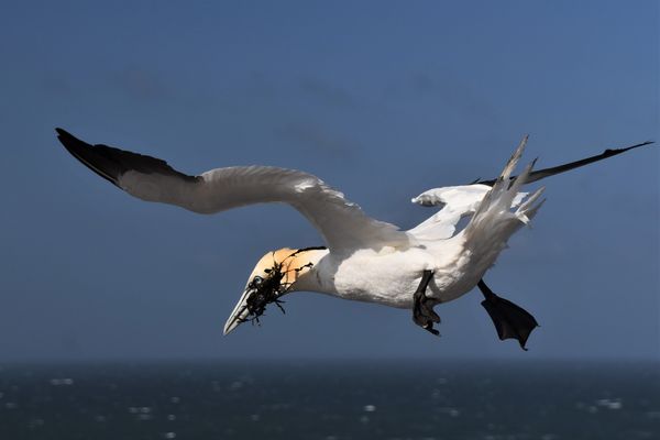 Basstölpel mit Fucus