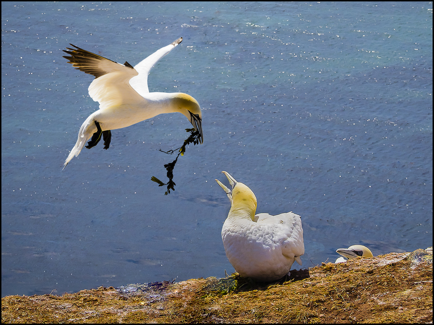 Basstölpel mit Hochzeitsgeschenk auf Helgoland