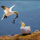 Basstölpel mit Hochzeitsgeschenk auf Helgoland