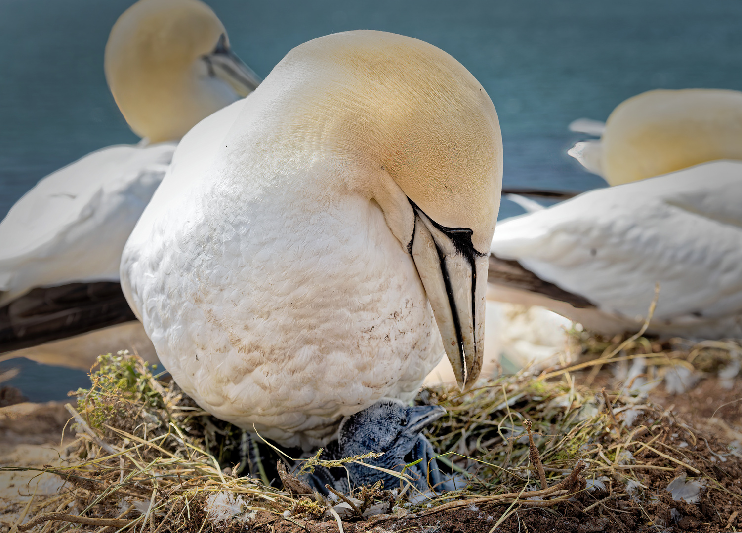 Basstölpel mit Kücken auf Helgoland