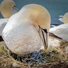 Basstölpel mit Kücken auf Helgoland