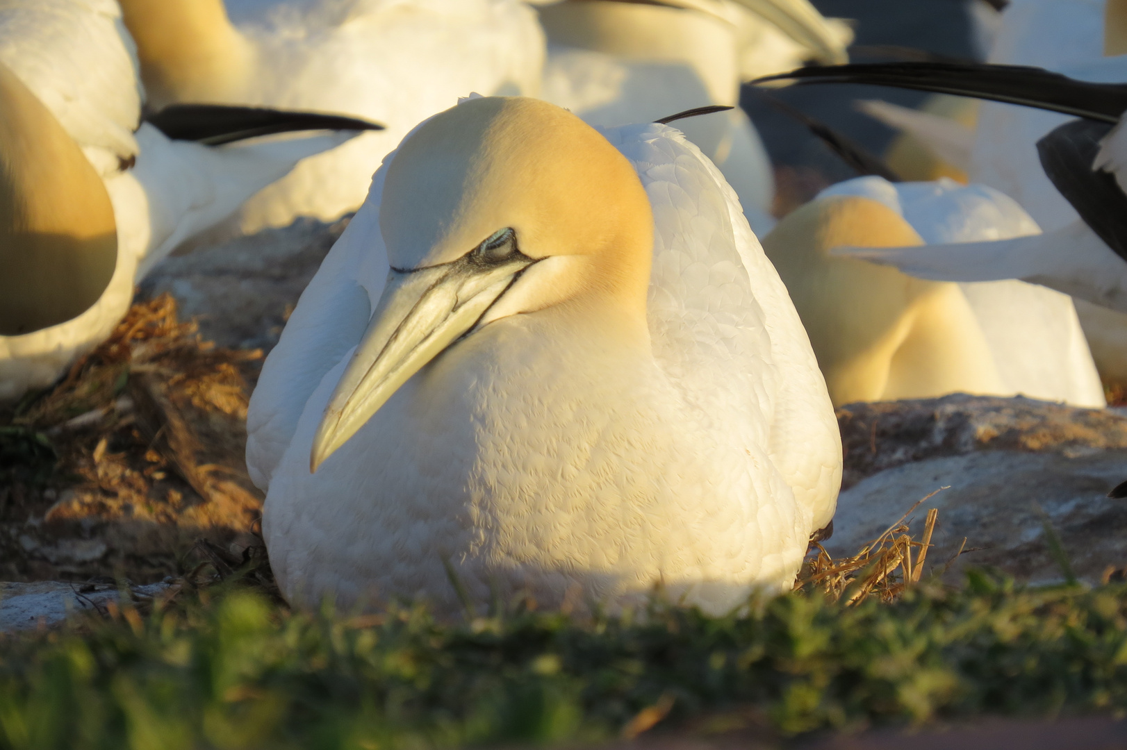 Basstölpel (Morus bassanus)