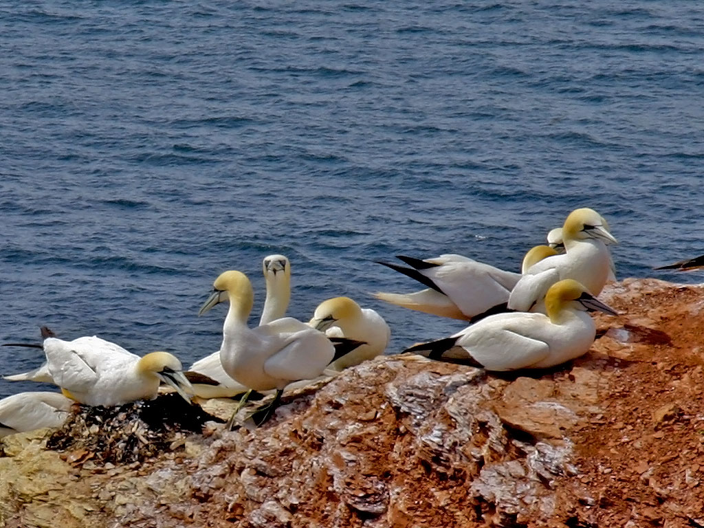  Basstölpel (Morus bassanus) 