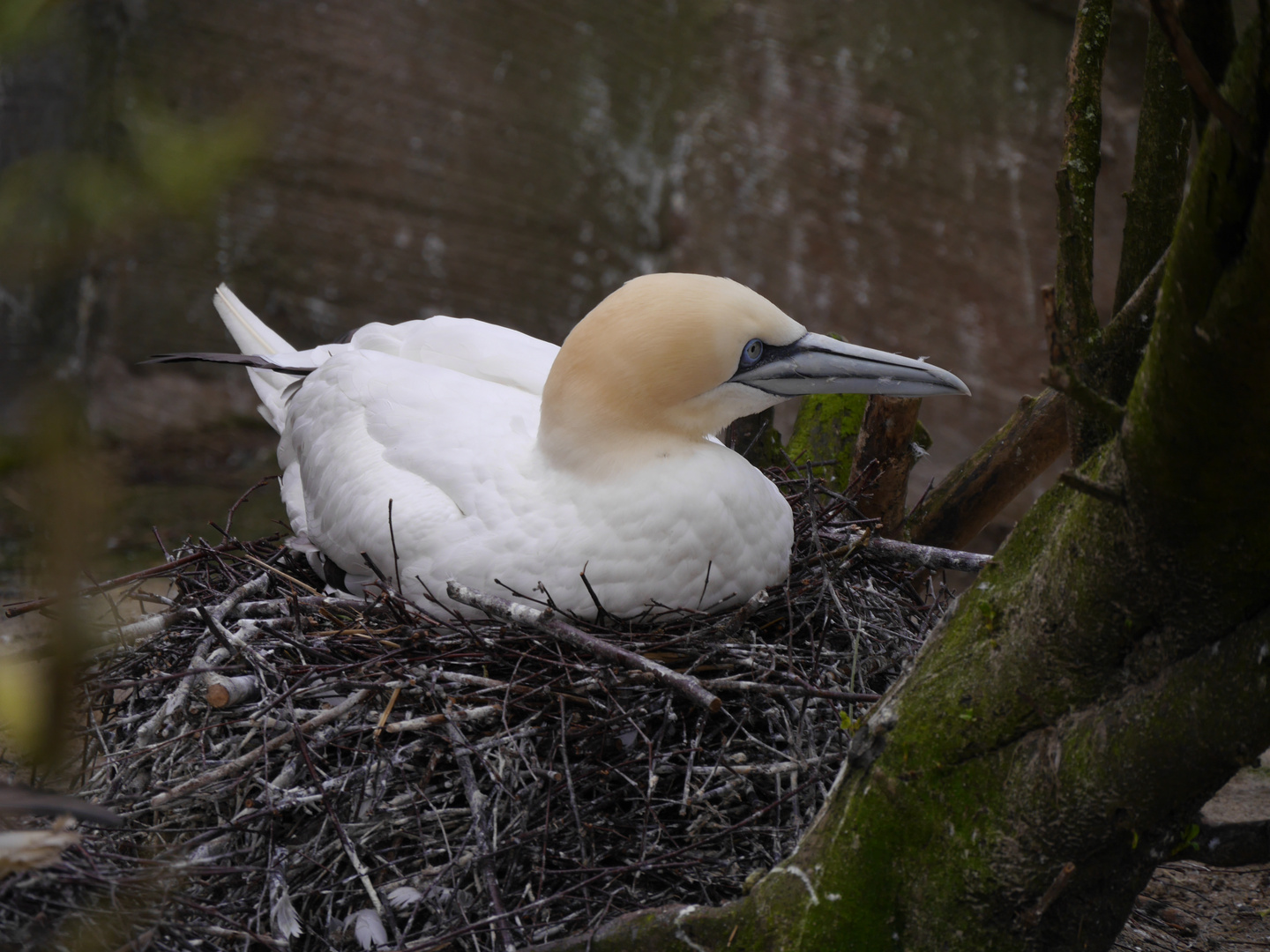 Basstölpel Morus bassanus Foto & Bild tiere, zoo, wildpark
