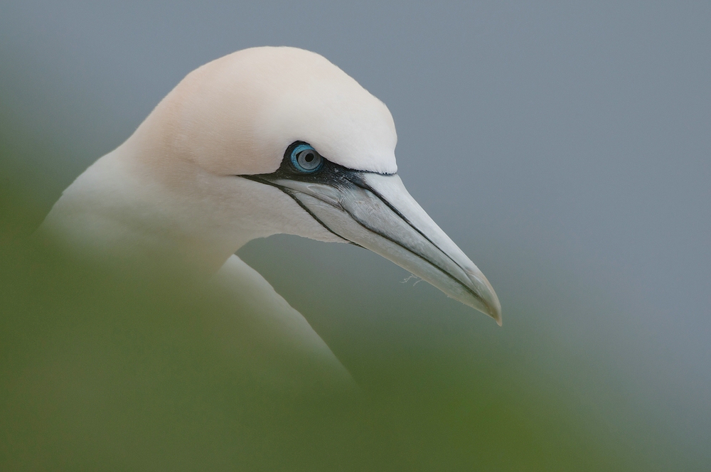 Basstölpel (Morus bassanus)