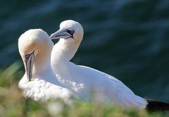 Basstölpel (Morus bassanus) auf Helgoland