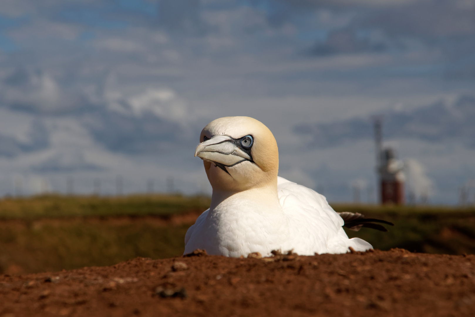 Basstölpel  (Morus bassanus)   auf Helgoland