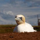 Basstölpel  (Morus bassanus)   auf Helgoland