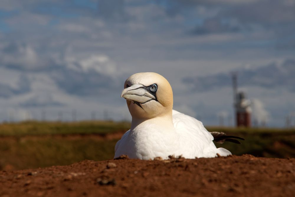 Basstölpel  (Morus bassanus)   auf Helgoland