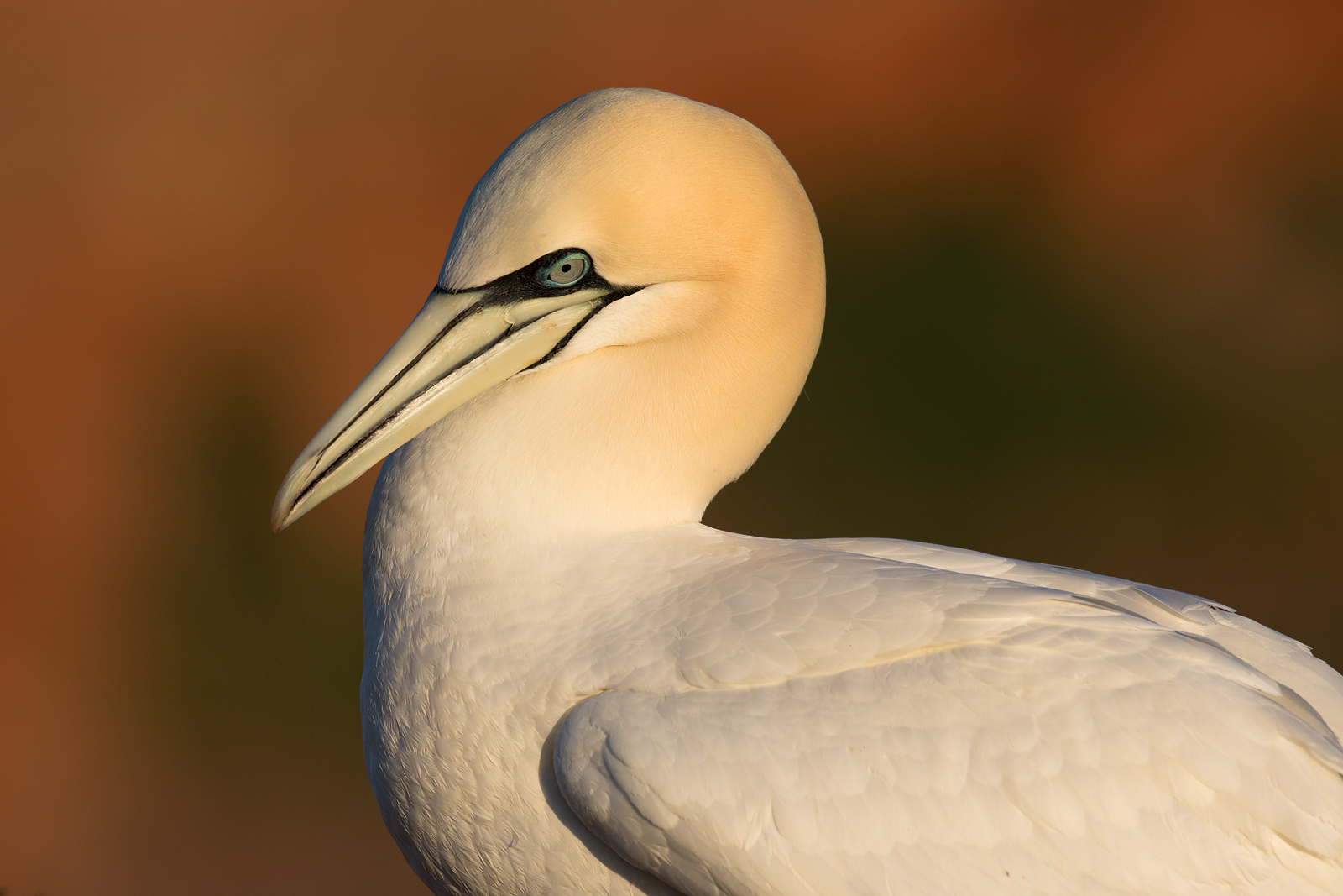 Basstölpel (Morus bassanus)