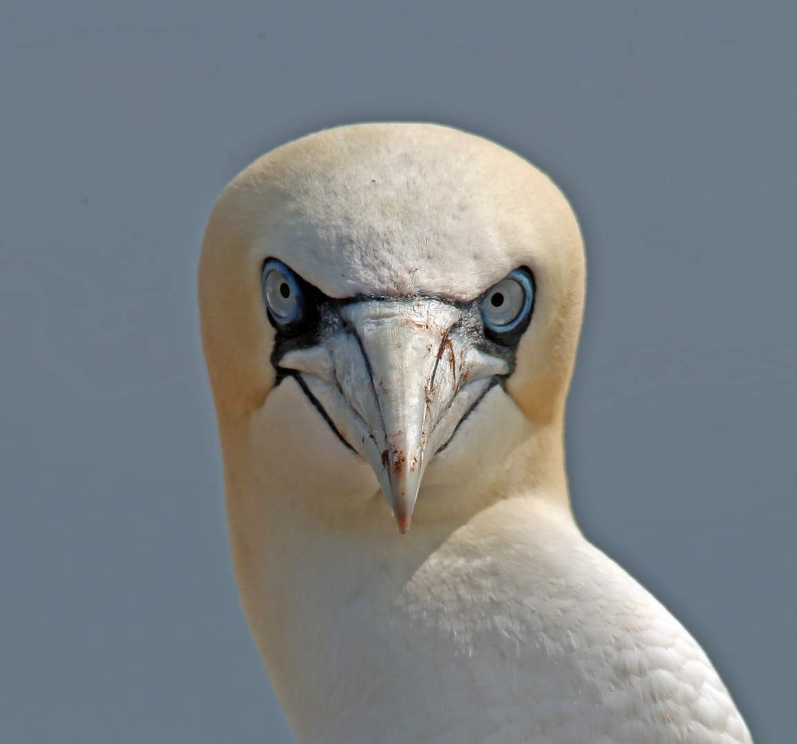 Basstölpel (Morus bassanus) BF1T0996