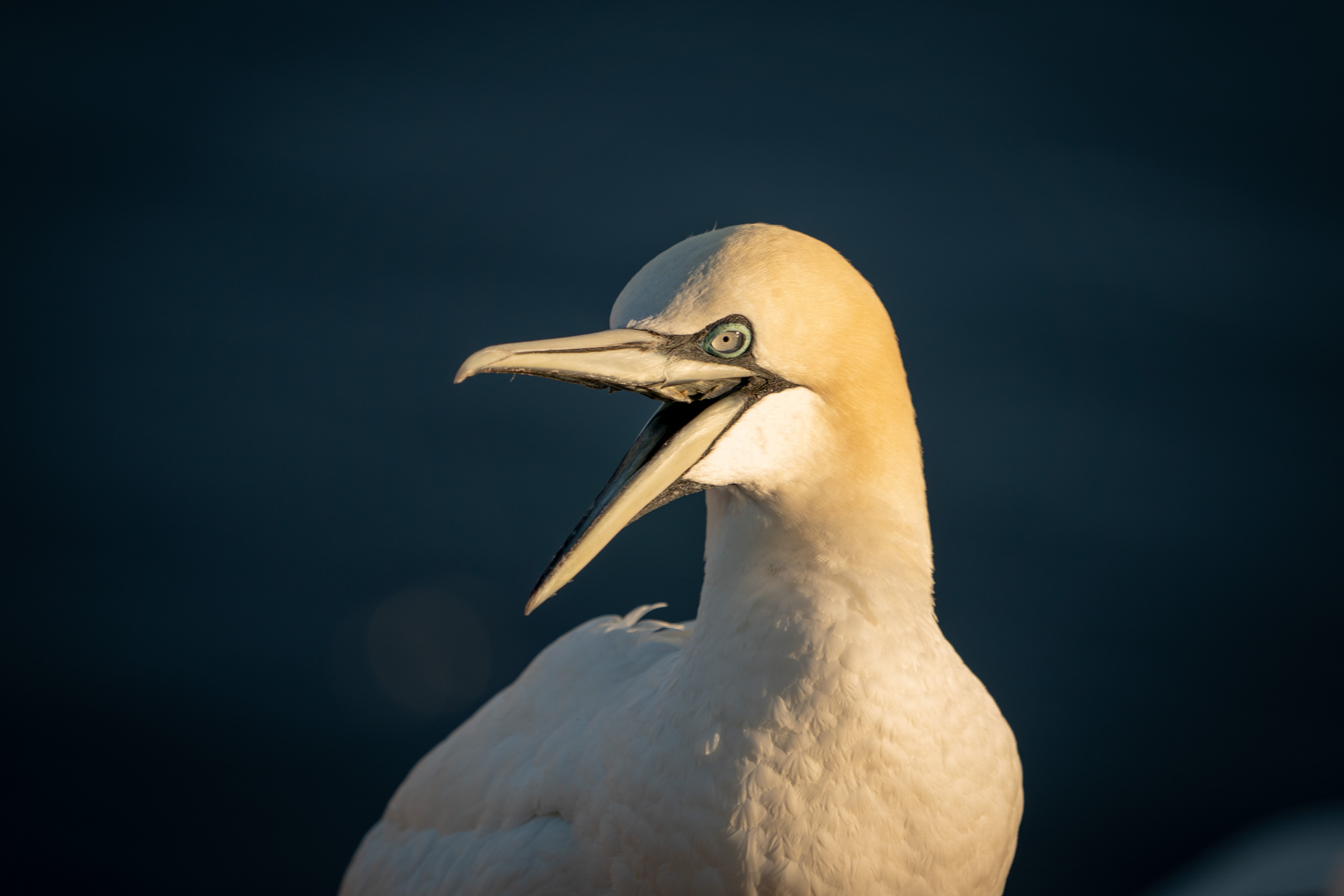 Basstölpel (Morus bassanus)