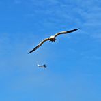 Basstölpel (Morus bassanus) / Flugzeug 