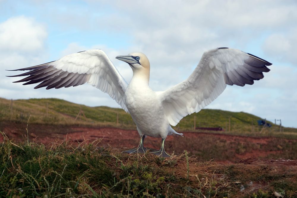 Basstölpel   (Morus bassanus) - Gruß von Helgoland