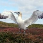 Basstölpel   (Morus bassanus) - Gruß von Helgoland