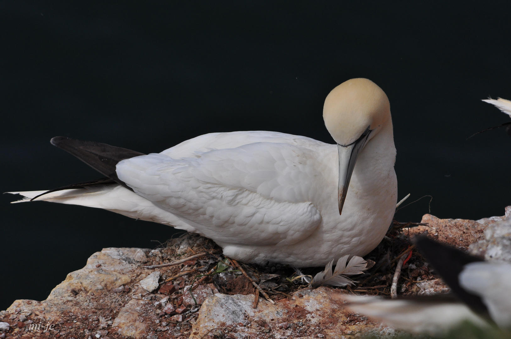 Basstölpel (Morus bassanus); Helgoland