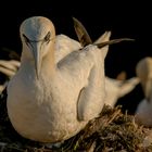  Basstölpel (Morus bassanus) im Abendlicht