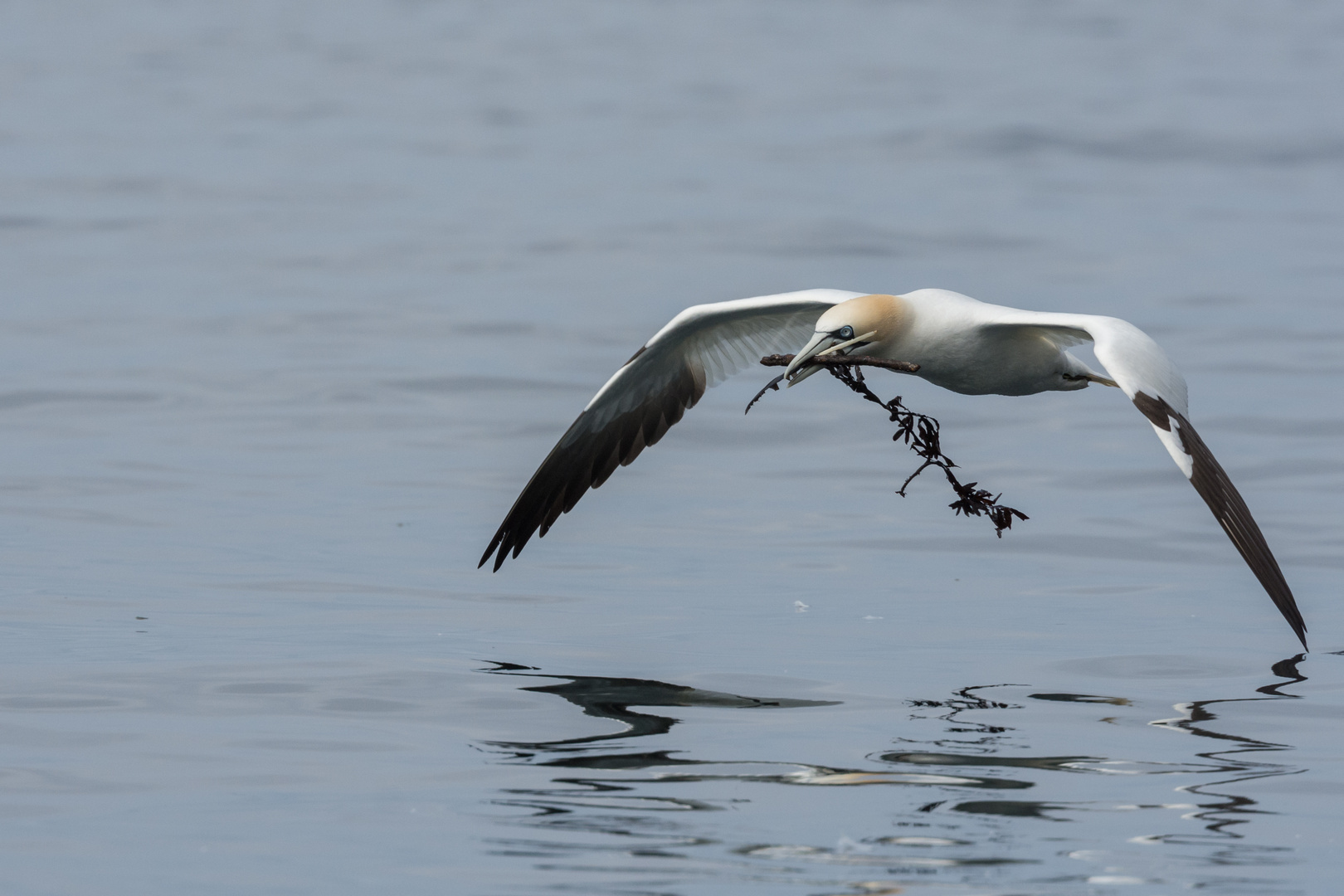 Basstölpel (Morus bassanus), in der Nähe von Bass Rock, England