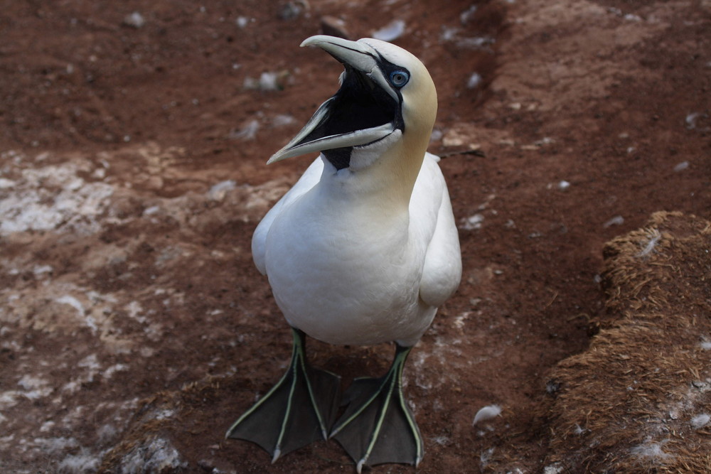 Basstölpel (Morus bassanus) -ND-