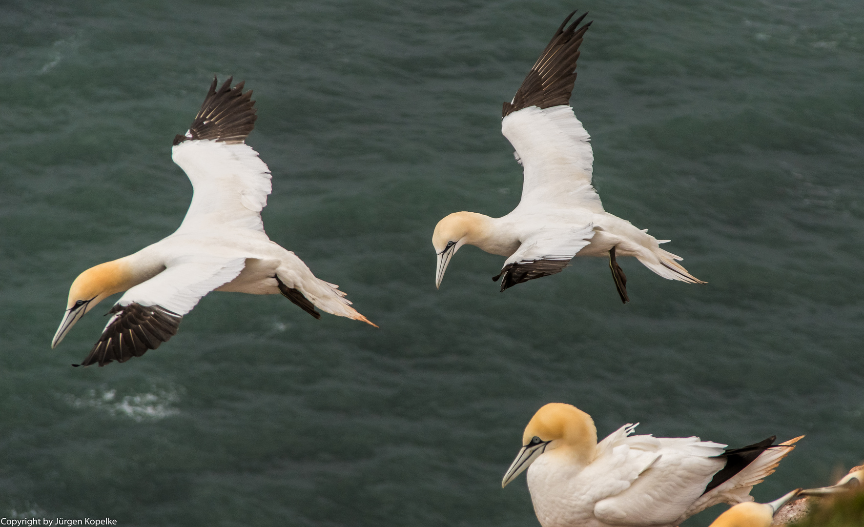 Basstölpel neulich auf Helgoland