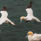 Basstölpel neulich auf Helgoland