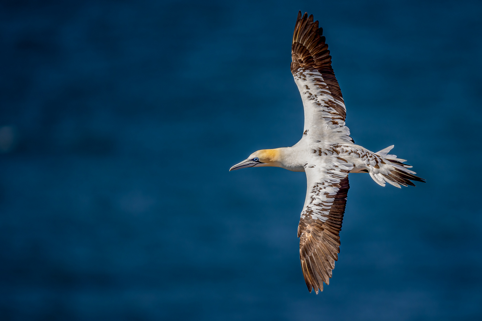 Basstölpel (Northern Gannet)