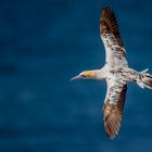 Basstölpel (Northern Gannet)