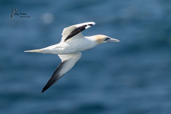 Basstölpel // Norwegen