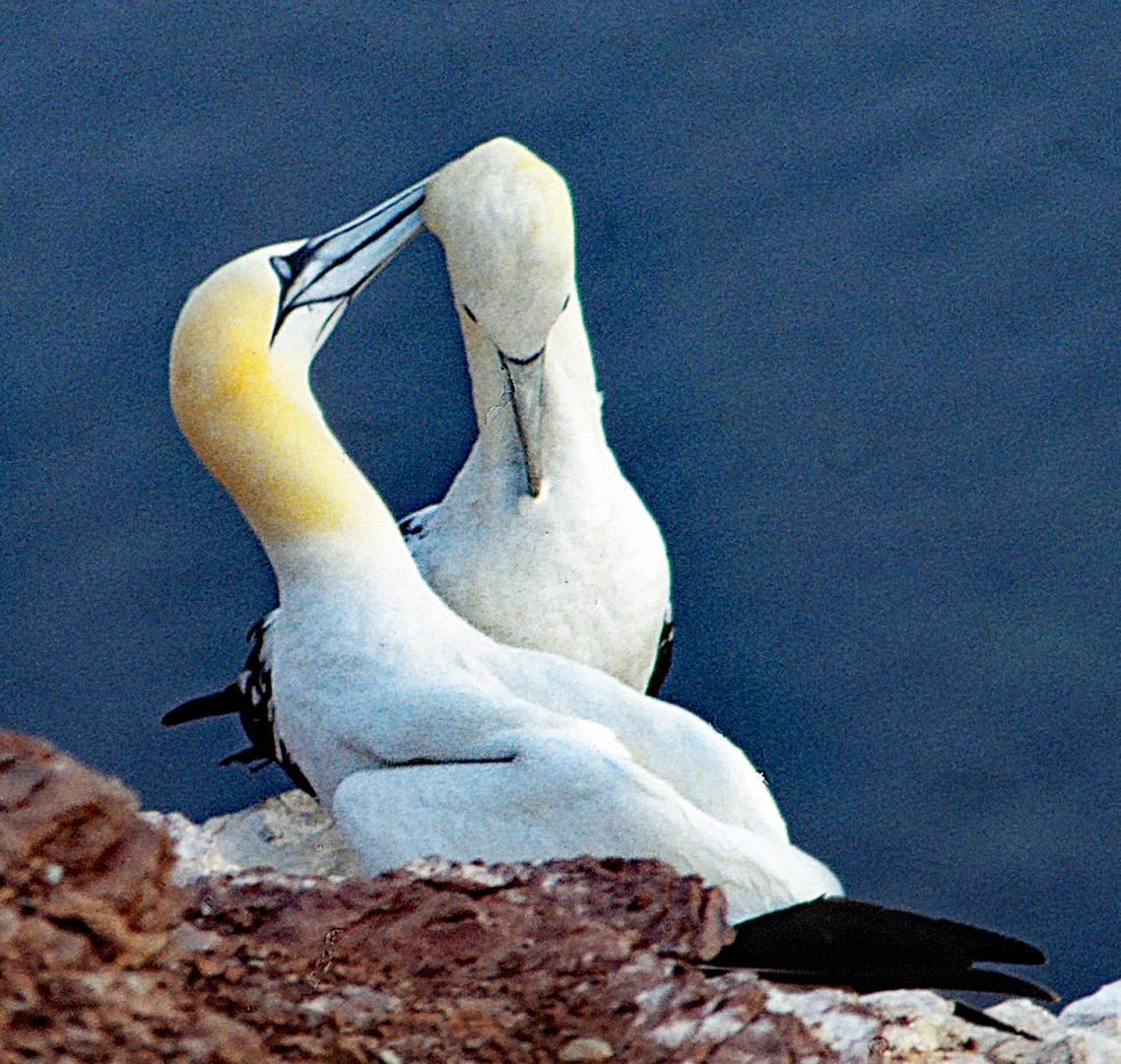 Basstölpel Paarpflege