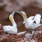 Basstölpel Pärchen beim turteln