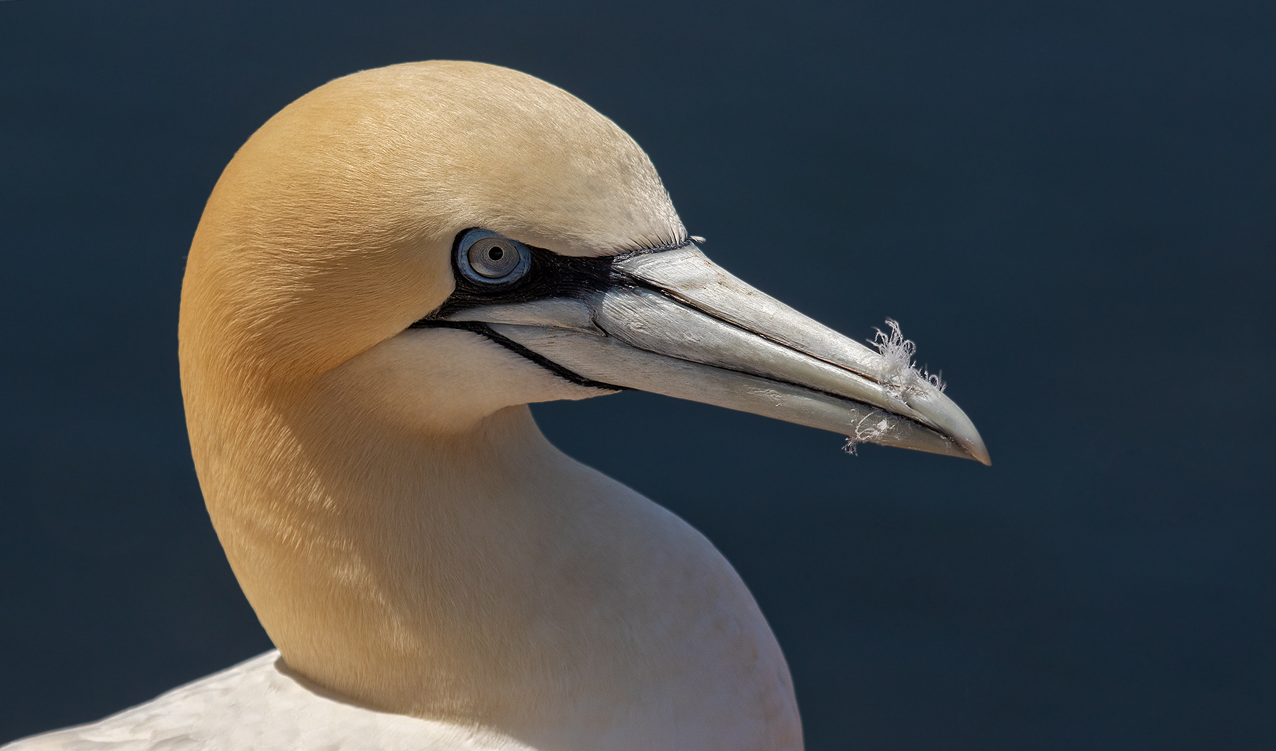 Basstölpel Portrait