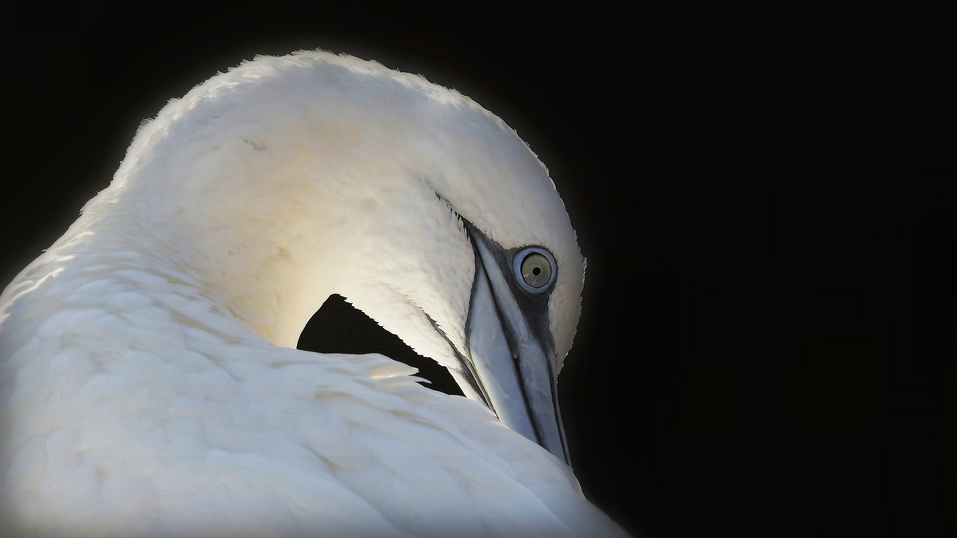 Basstölpel Portrait