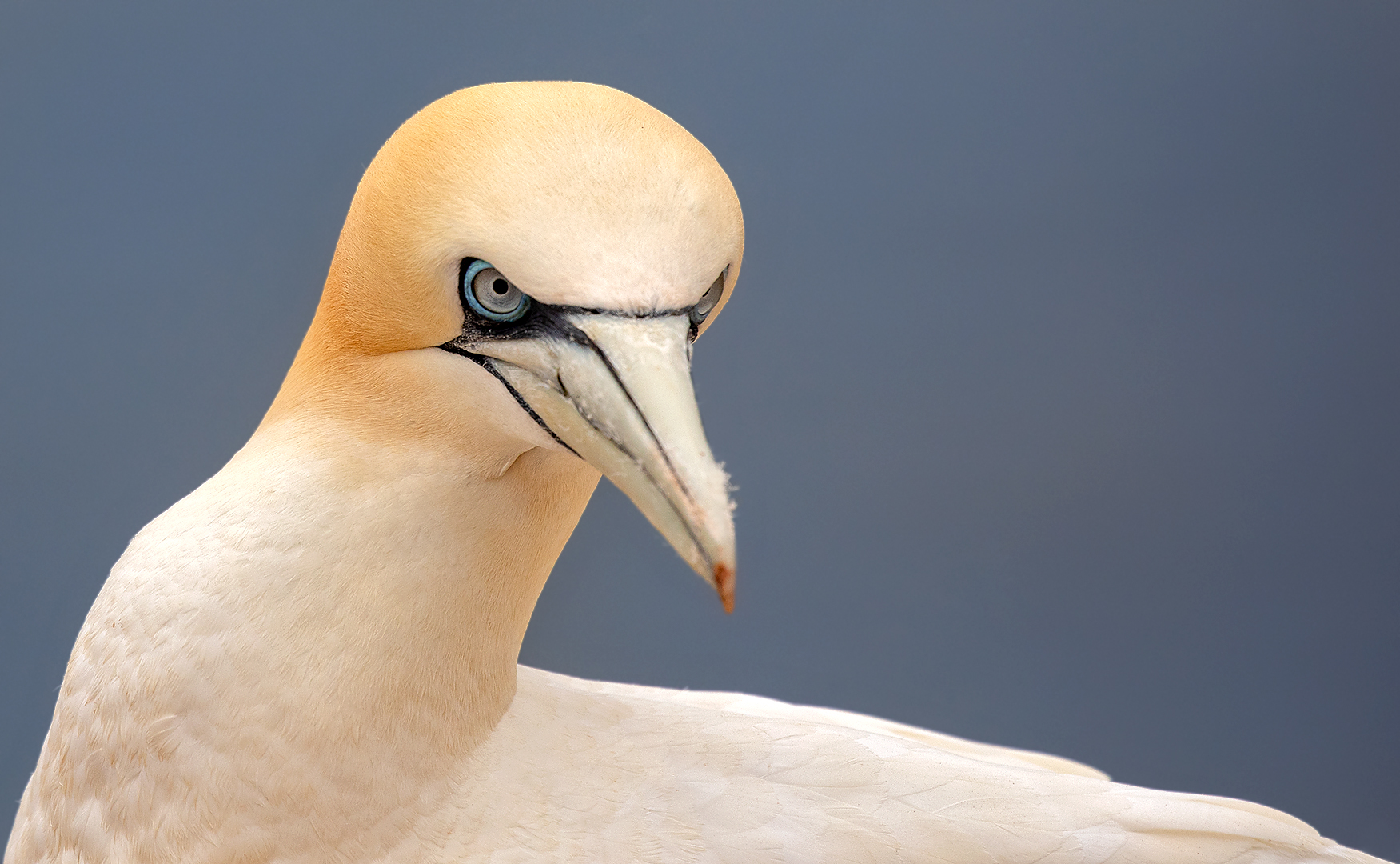 Basstölpel-Portrait 