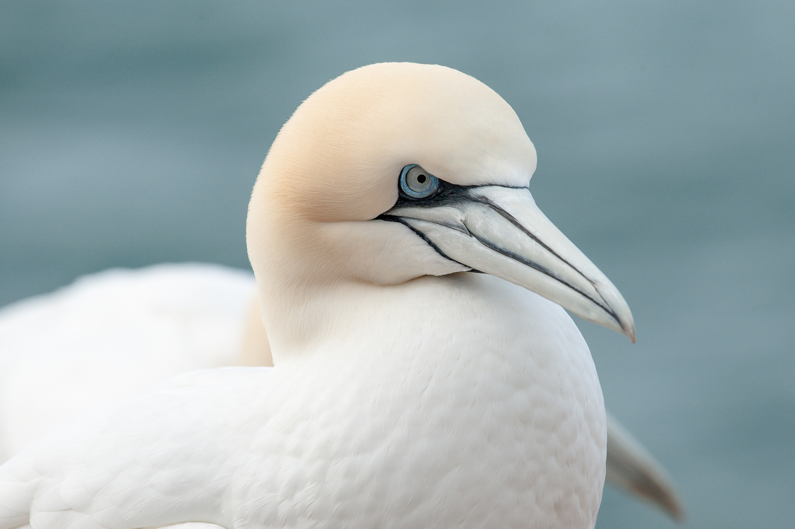 Basstölpel Portrait