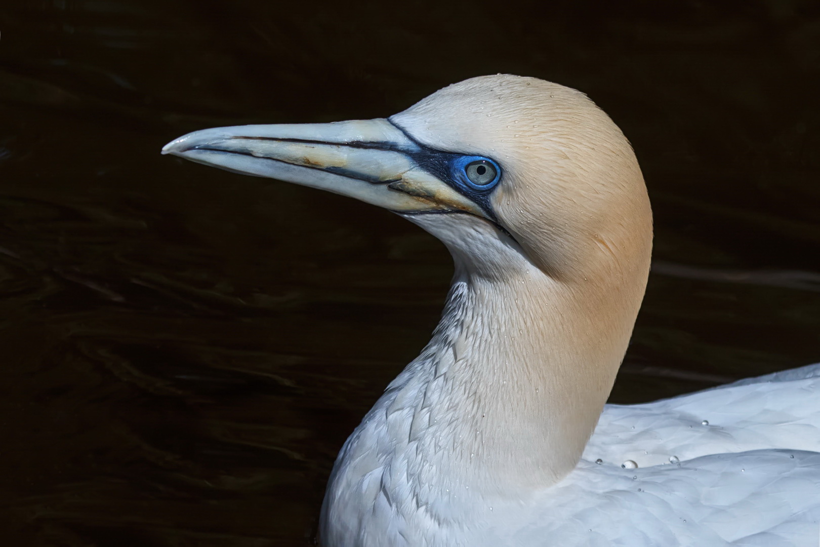 Basstölpel-Portrait 