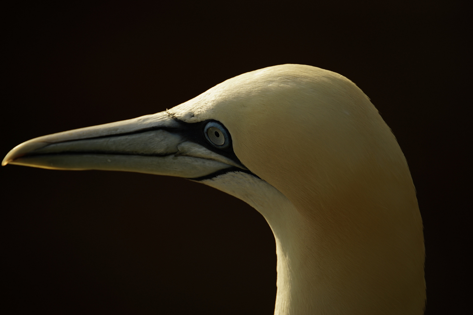 Basstölpel Portrait 